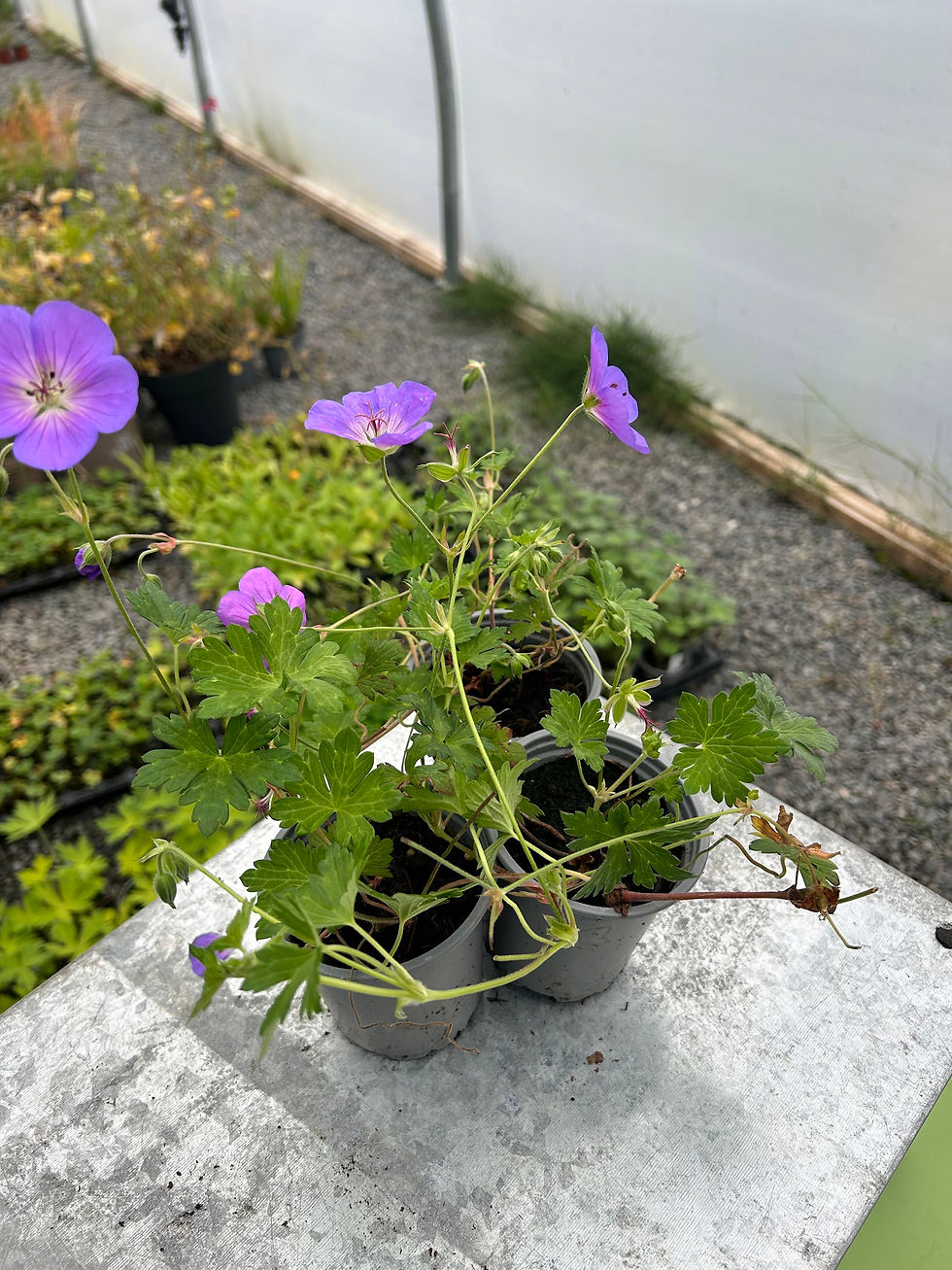 Thumbnail: 9cm pots of Geranium 'Bloom Me Away'