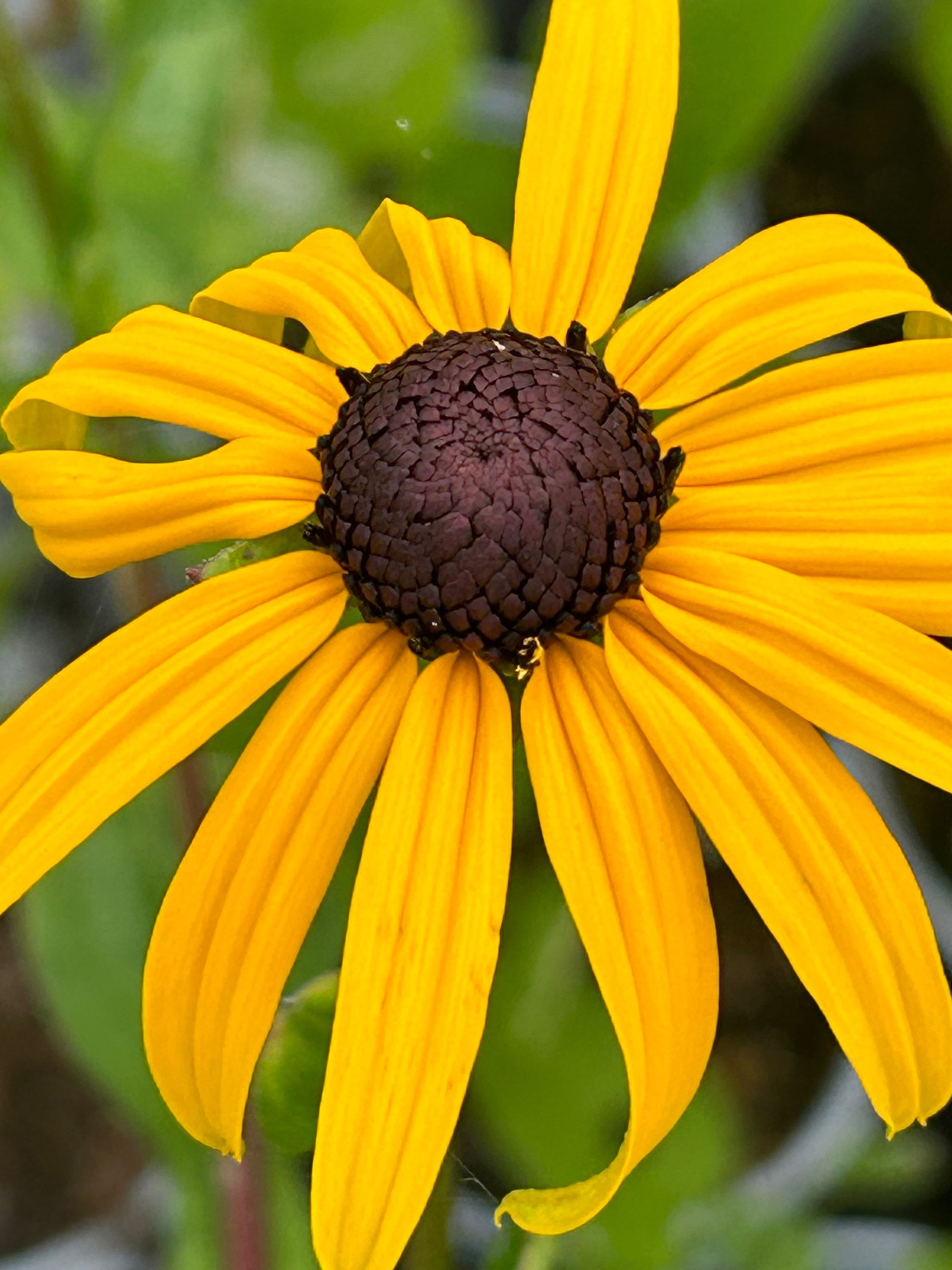 Rudbeckia 'Goldstrum'