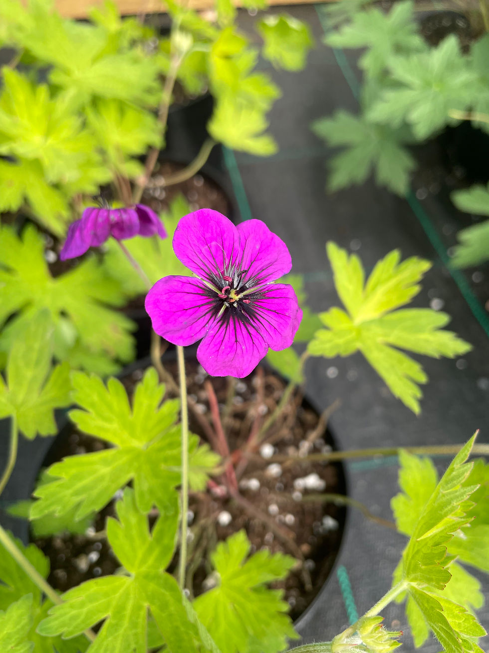 Thumbnail: Geranium ‘Ann Folkard’