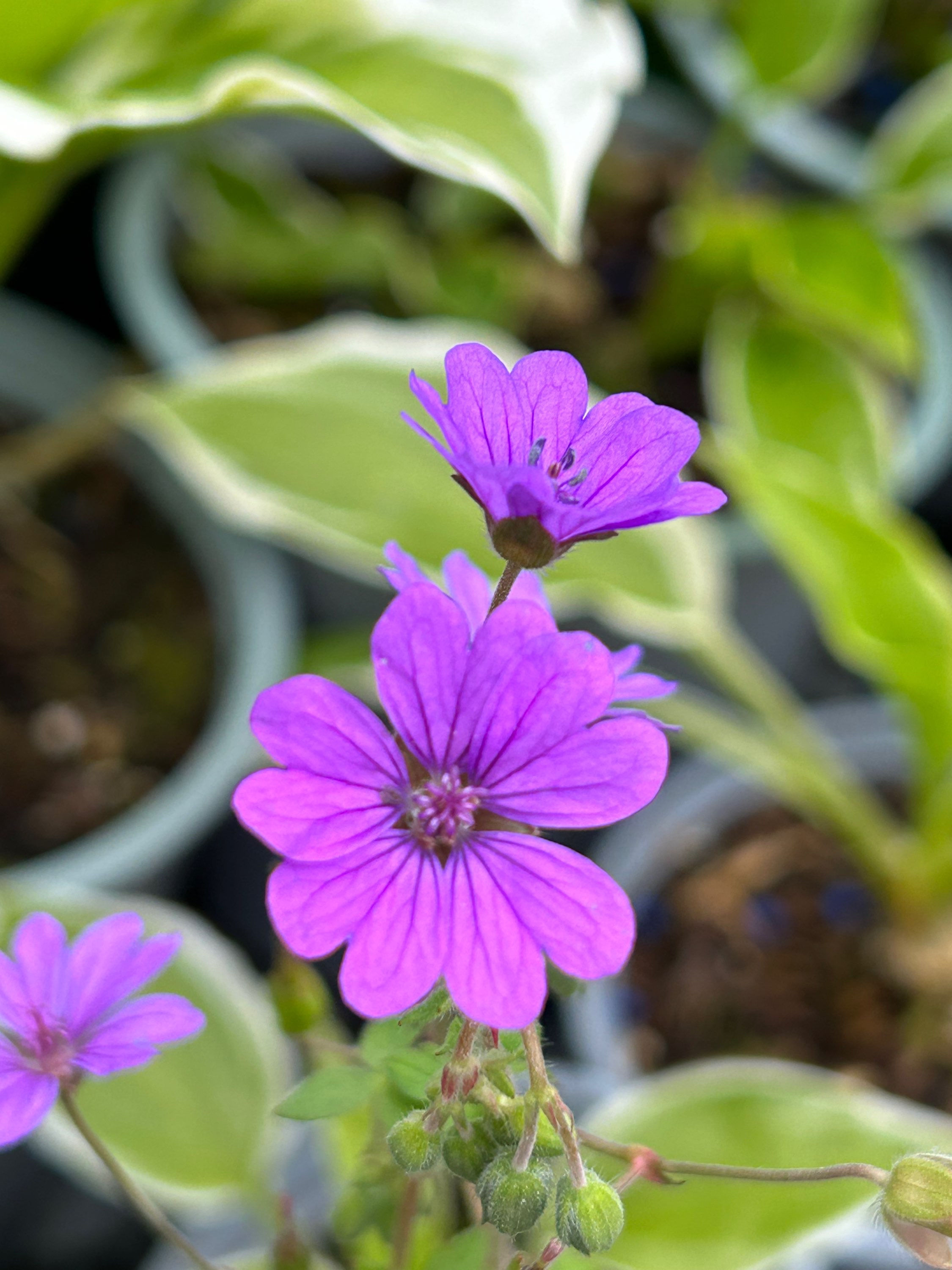 Geranium ‘Bill Wallis'
