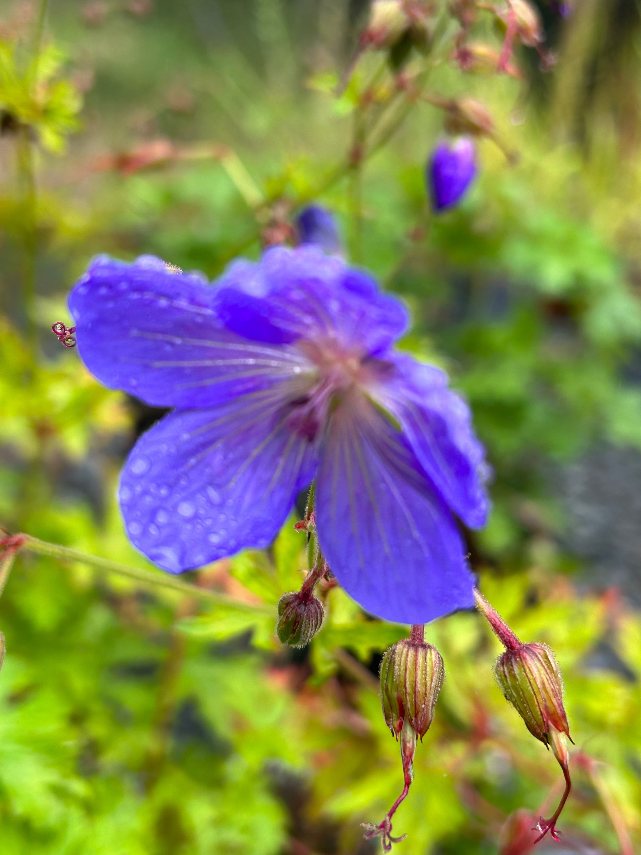 Geranium ‘Johnson's Blue’
