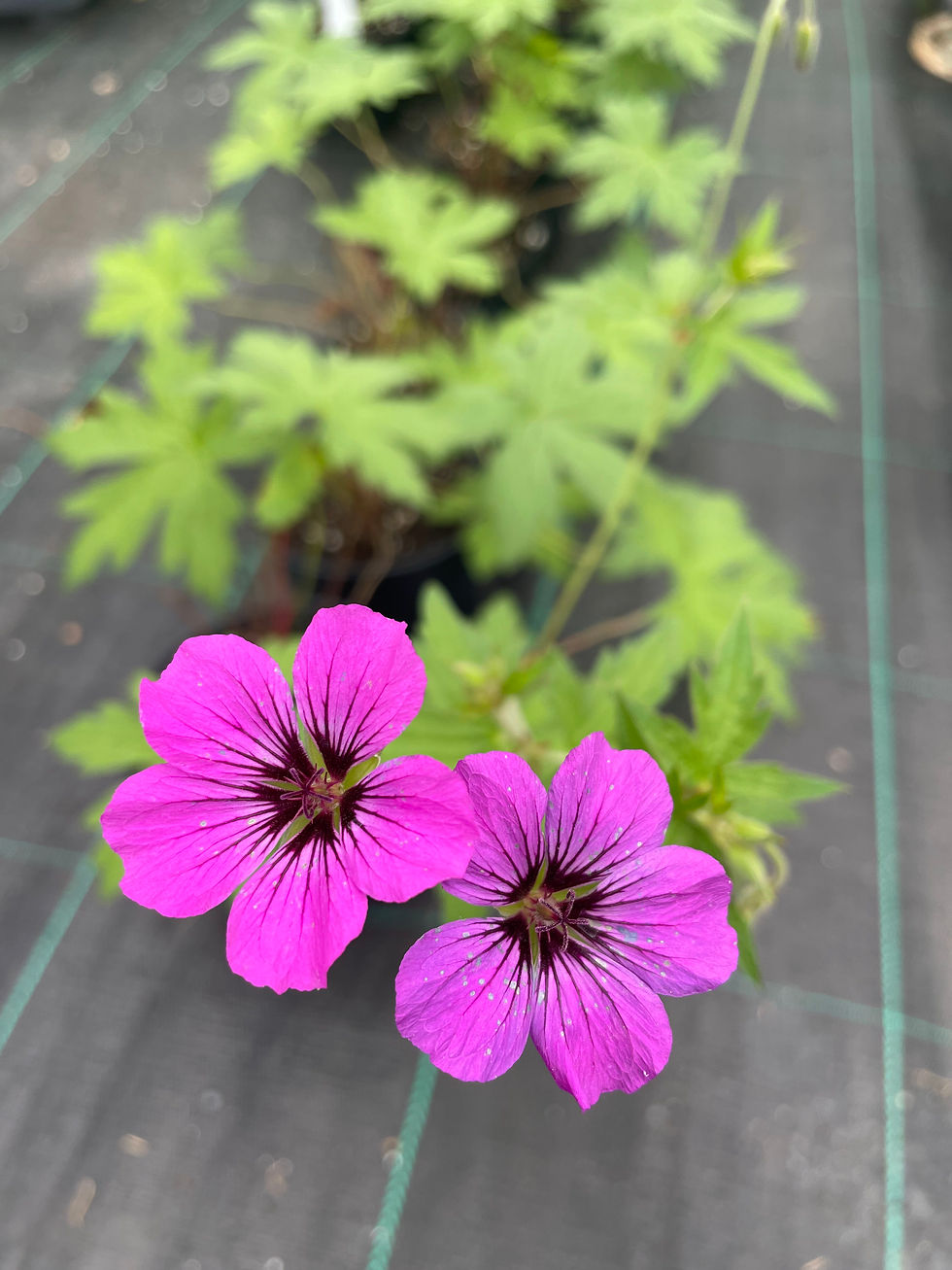 Thumbnail: Geranium ‘Ann Folkard’