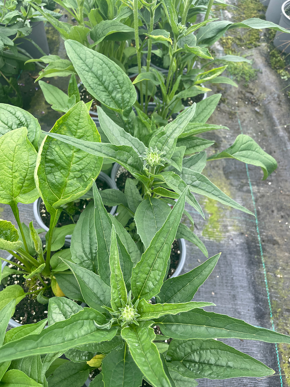 Thumbnail: Echinacea purpurea 'White Swan'