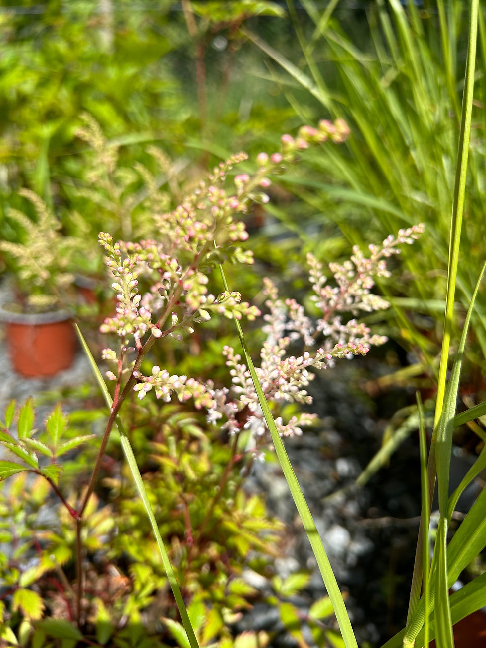 Thumbnail: Astilbe x rosea ‘Peach Blossom’