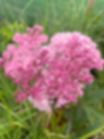 Thumbnail: Filipendula rubra 'Venusta'