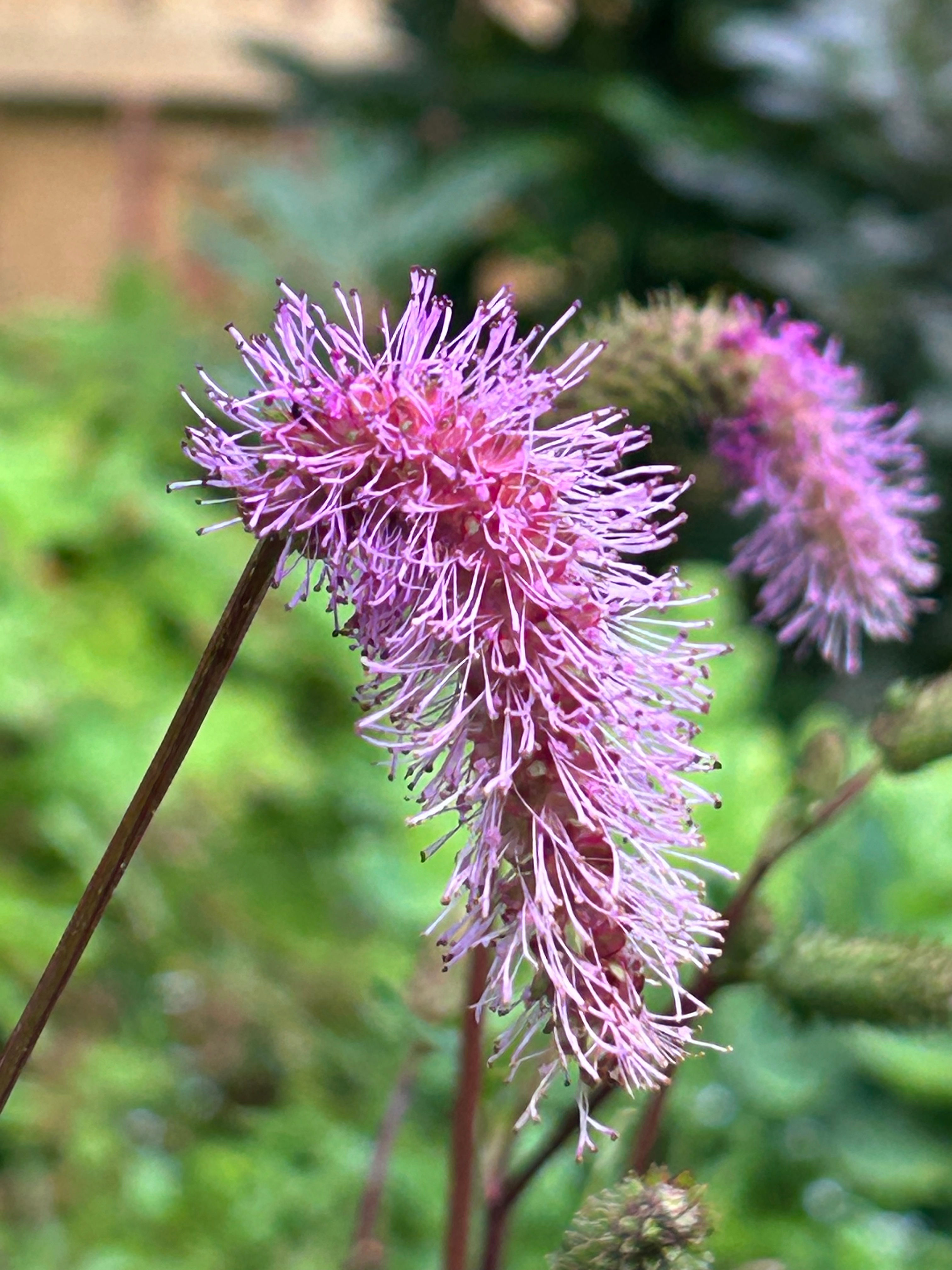 Sanguisorba 'Pink Brushes'