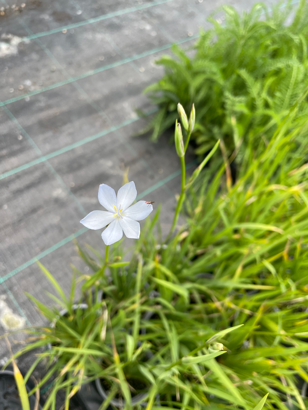 Thumbnail: Libertia caerulescens