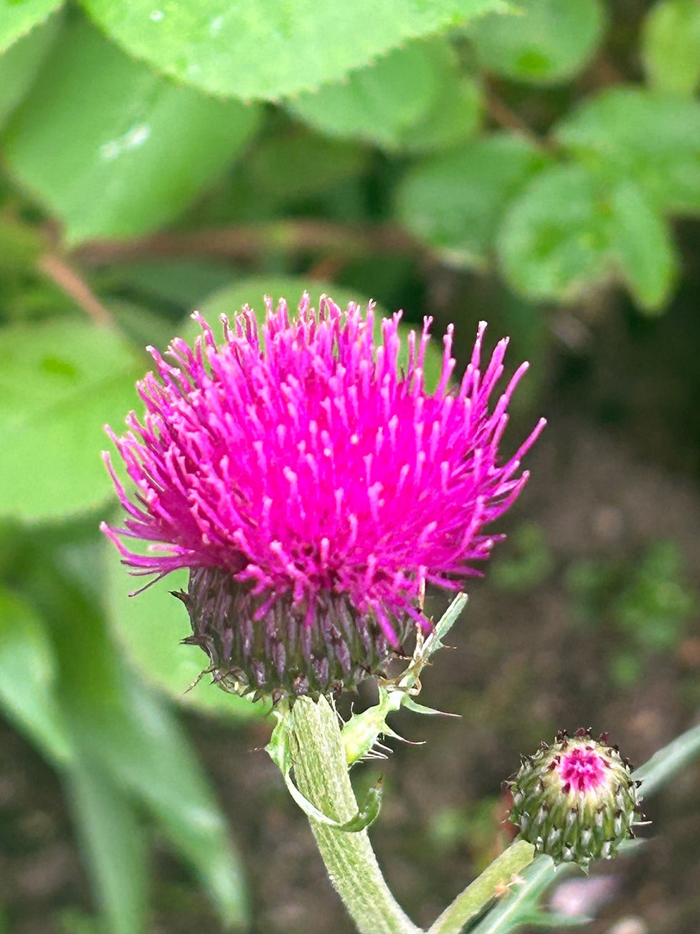 Thumbnail: Cirsium rivulare 'Trevors Blue Wonder'
