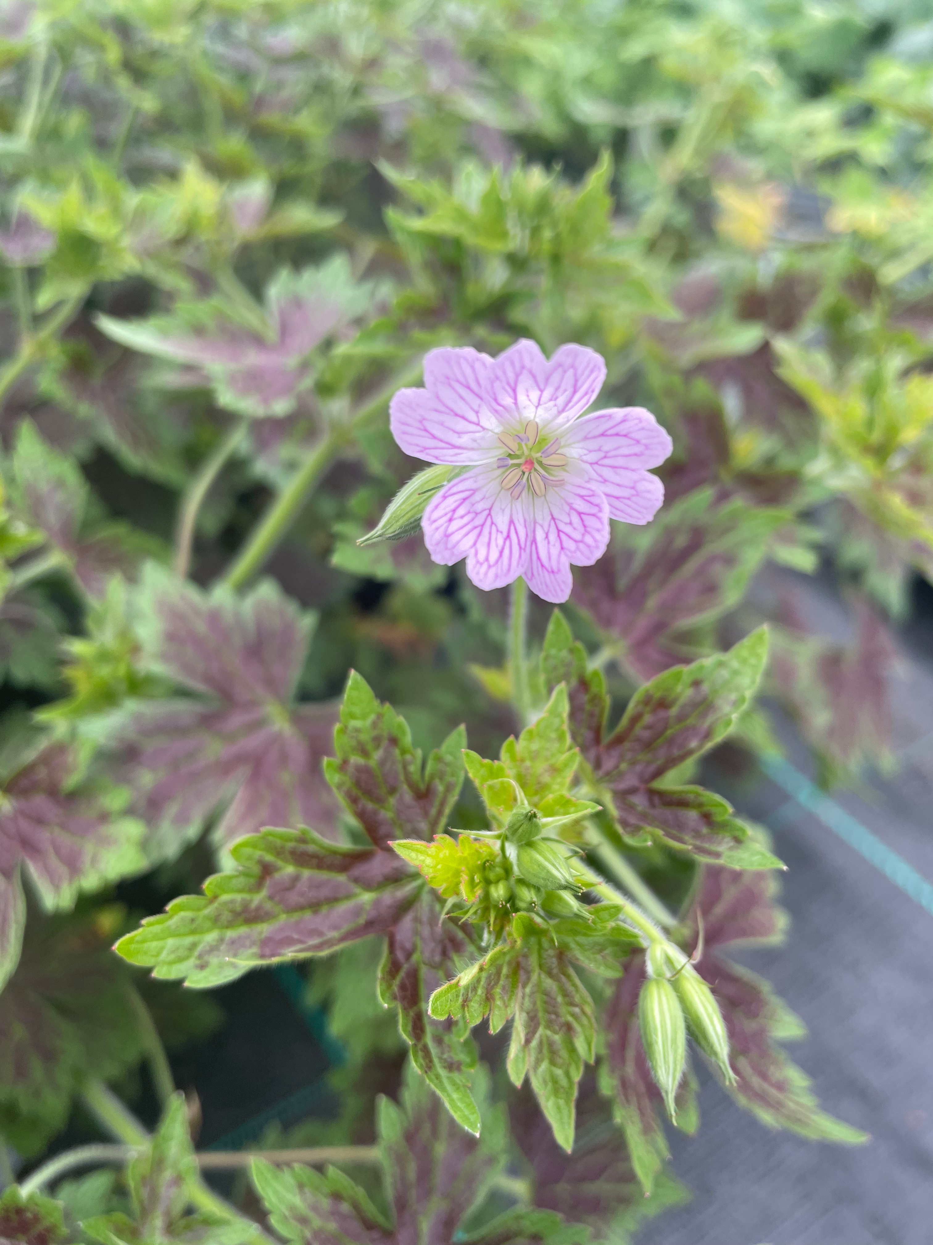 Geranium x oxonianum 'Katherine Adele'
