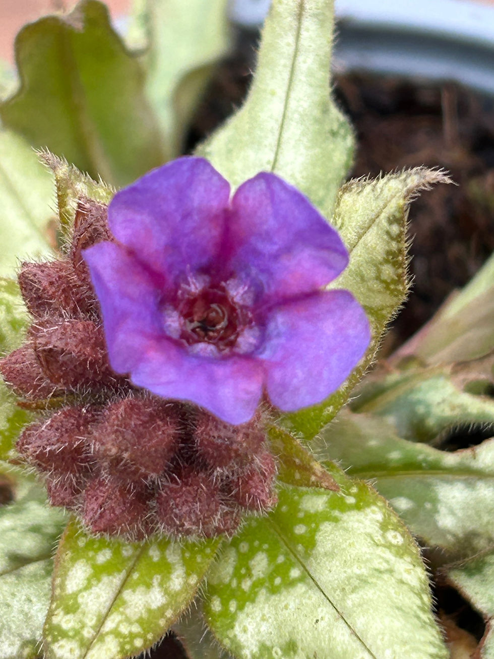 Thumbnail: Pulmonaria longifolia'Diana Clare'