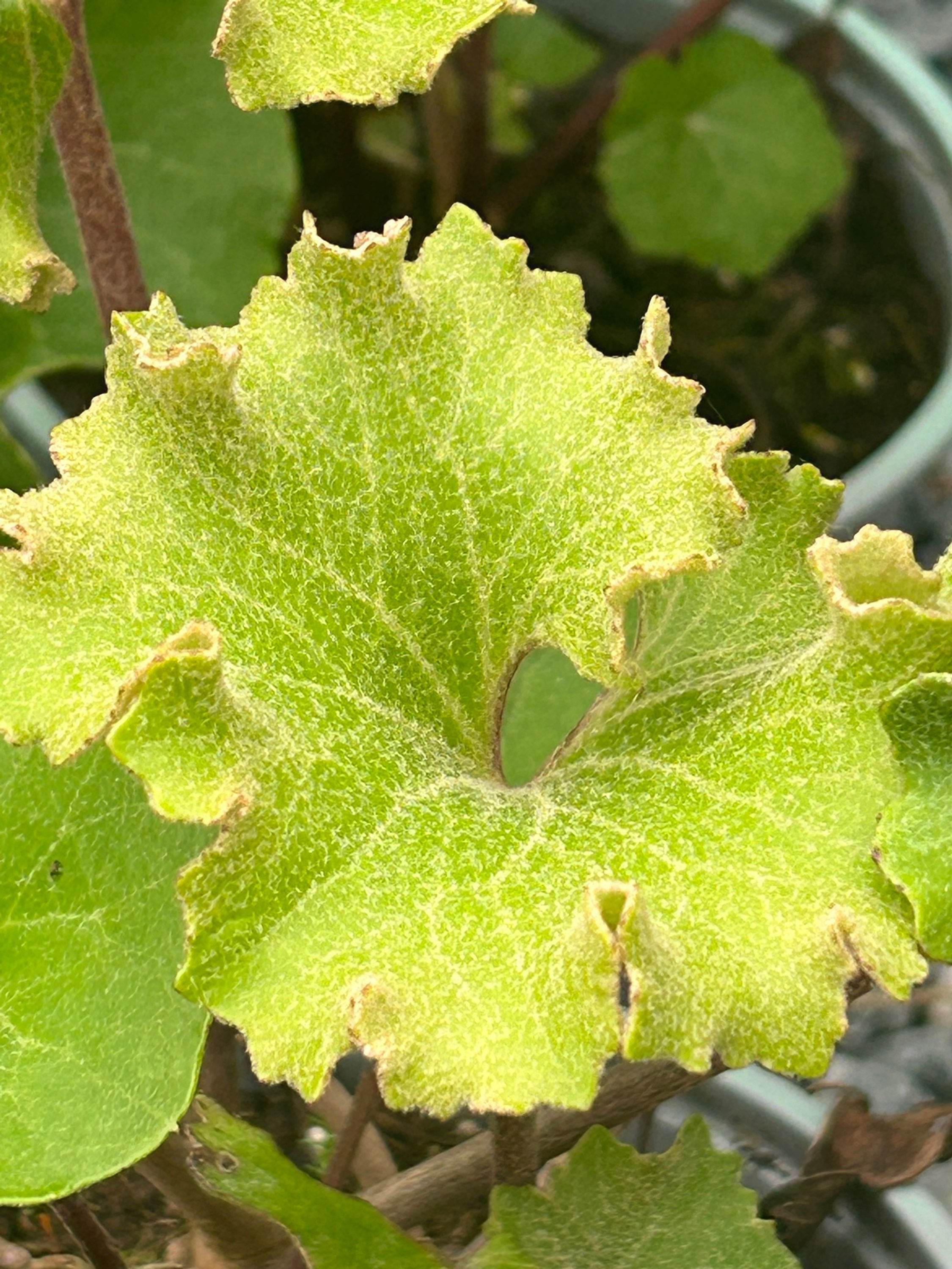Farfugium japonicum 'Wavy Gravy'