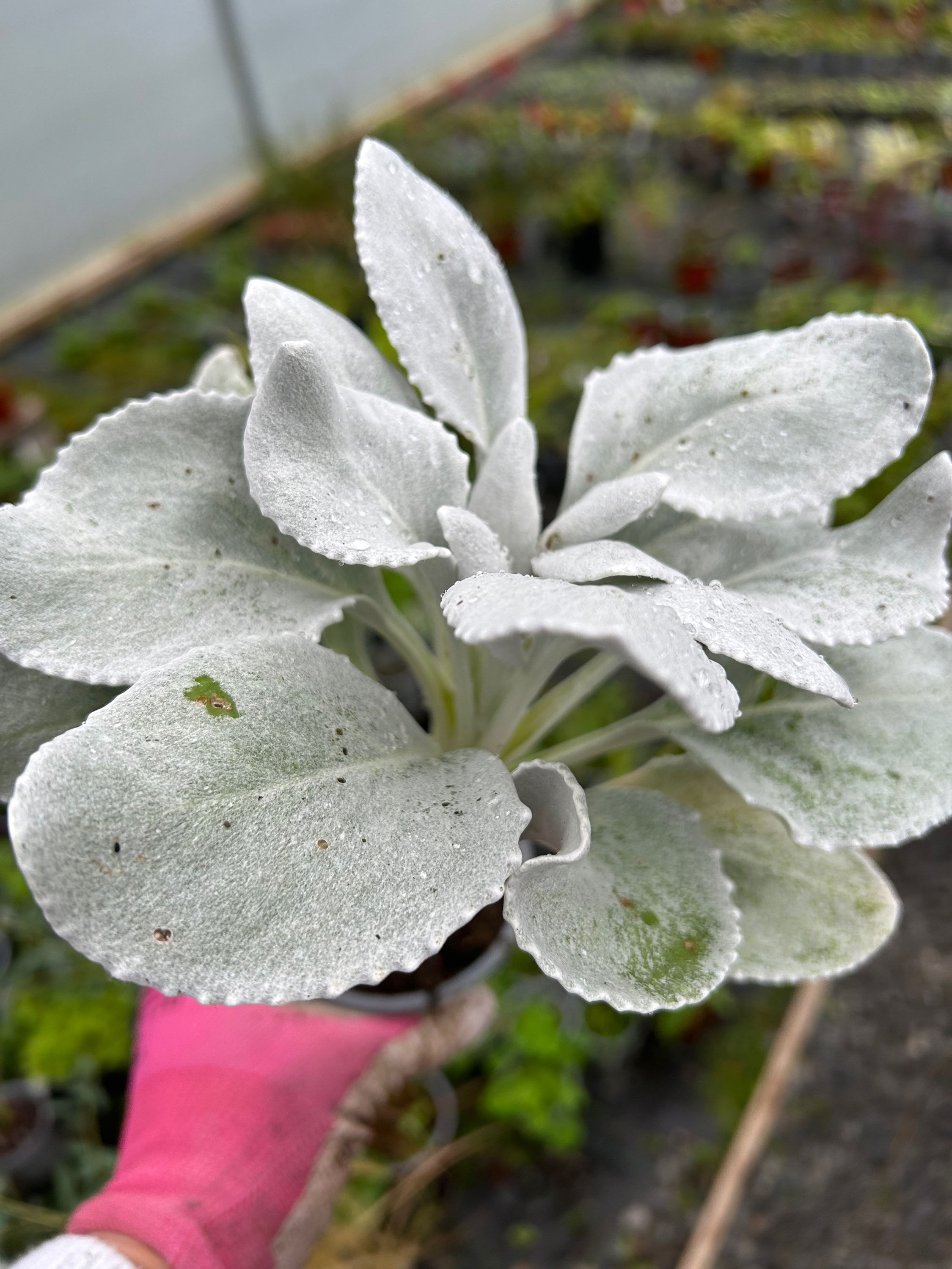 Senecio candidans 'Angels Wings'
