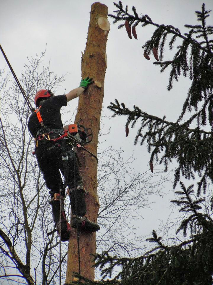 vellen en snoeien van bomen