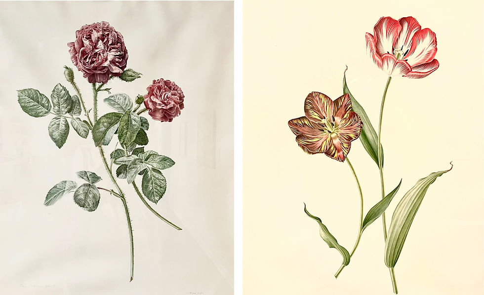 Left: Rose 'William Lobb', 1976-78; Right: 19th Century English Florist Tulips: 'Julia Farnese' (pink), 'Old Dutch Bizarre' (yellow), 1962, by Rory McEwen