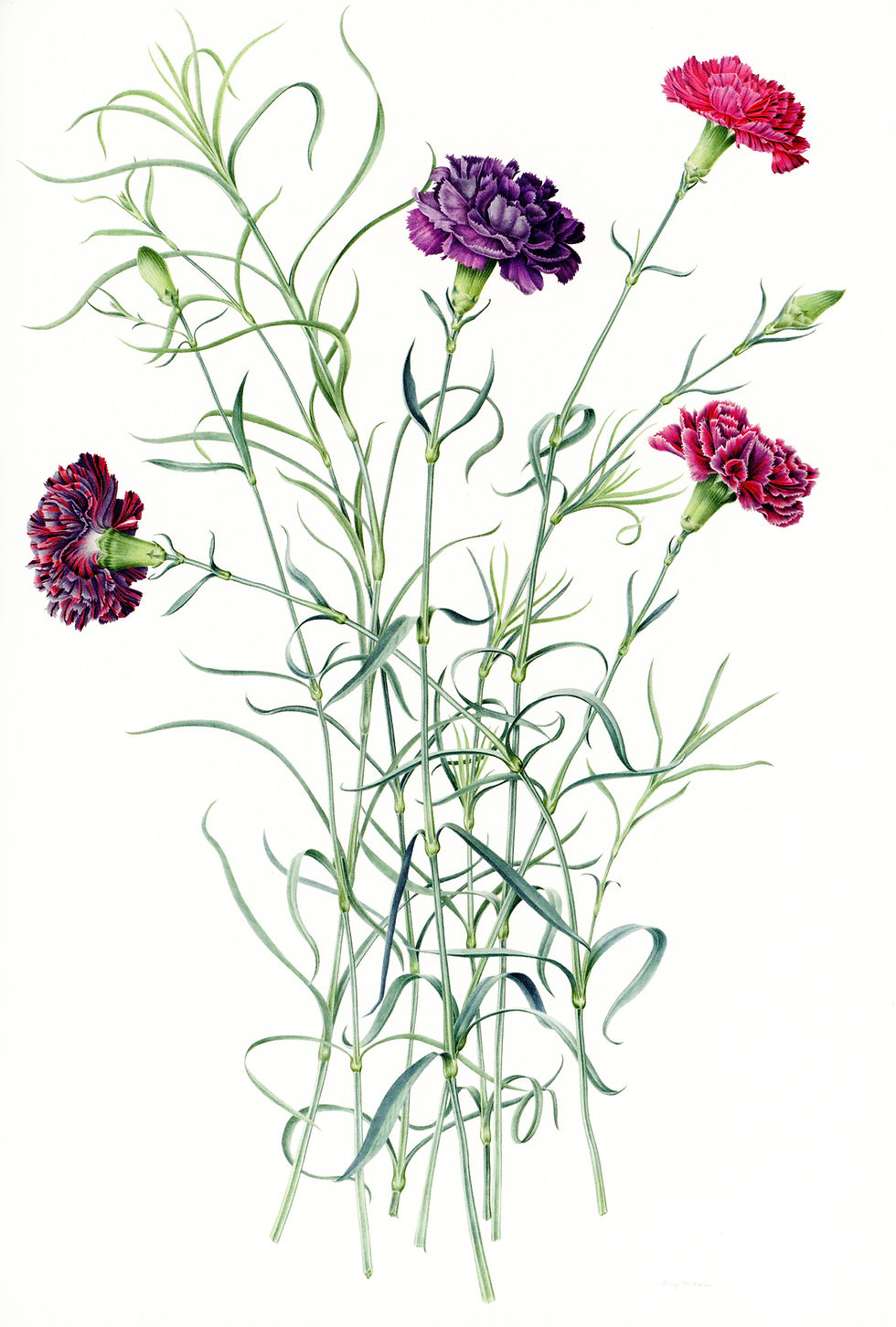 Group of Allwoods Carnations, 1961-1962, by Rory McEwen