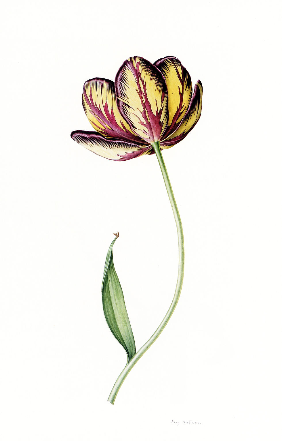 Old English Florist Tulip 'Sir Joseph Paxton', 1962, by Rory McEwen