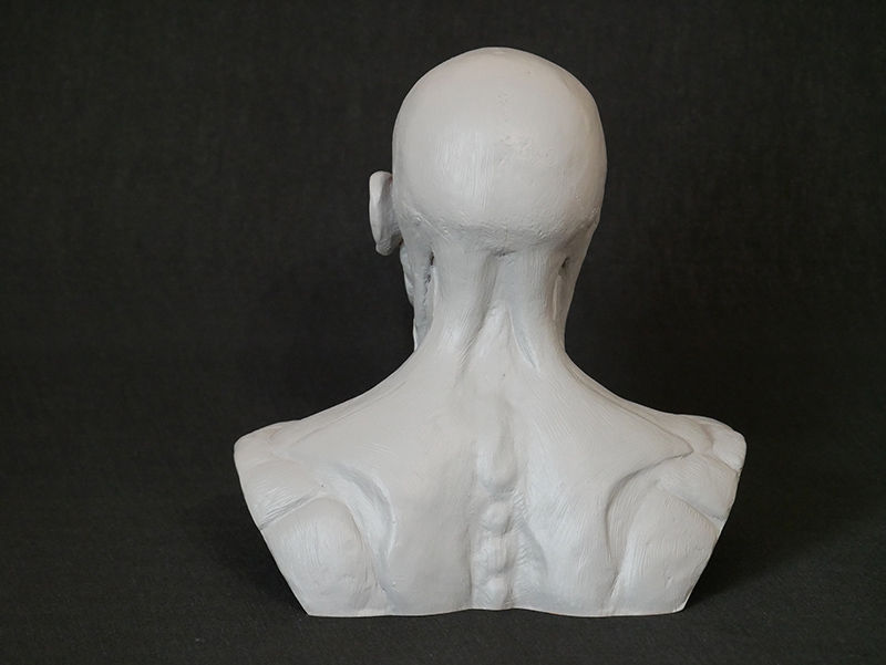 Thumbnail: Resin Human Model Anatomy Skull Head Muscle Bone Medical Model Sculpture Study