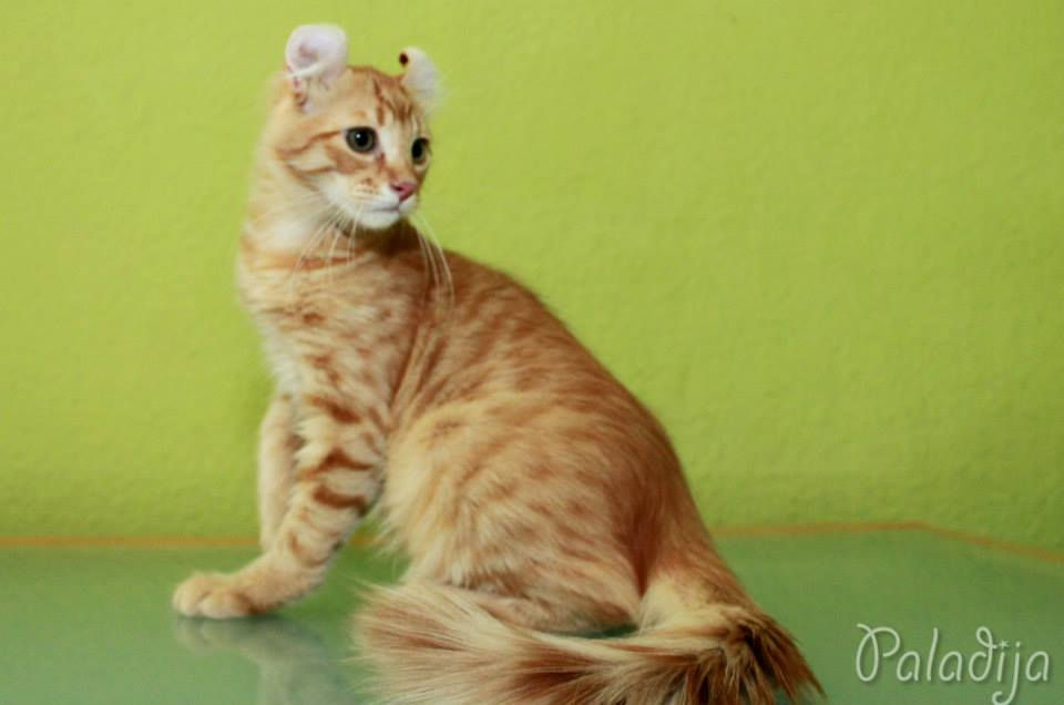 Paladija Cattery
