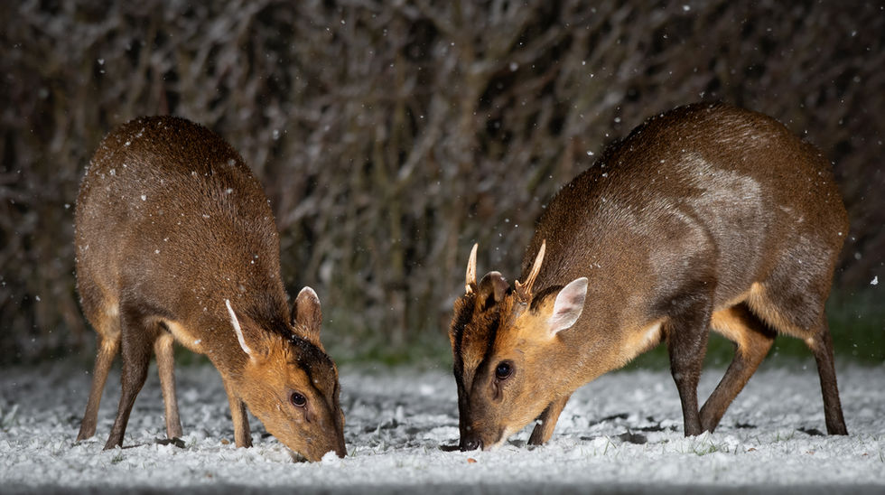 A winter's tale