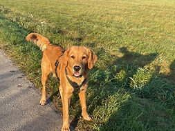 Golden Retriever steht am Wegrand und blickt fragend