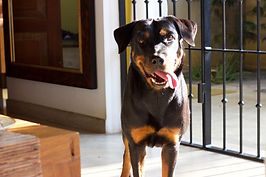 Rottweiller steht und blickt gespannt in die Kamara