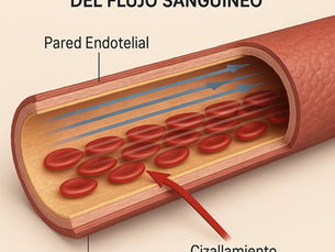 Fuerza de Cizallamiento del Flujo Sanguíneo