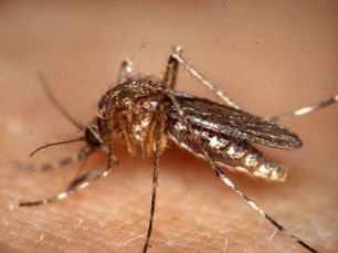 4 Cara Menghindari Gigitan Nyamuk!