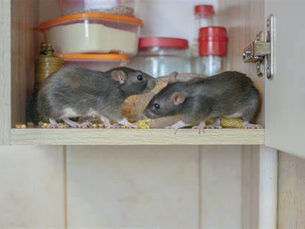 Kenapa Tikus Masuk Rumah? Yuk Cari Tau Jawabannya!