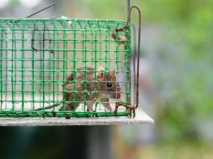 Mengapa Perangkap Tikus Tidak Efektif? Yuk Cari Tau!