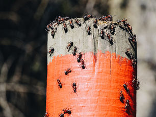 Cara Mencegah Semut dan Dampaknya Terhadap Lingkungan Rumah