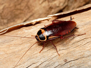 Kenapa Tidak Boleh Menginjak Kecoa? Yuk Cari Tau!