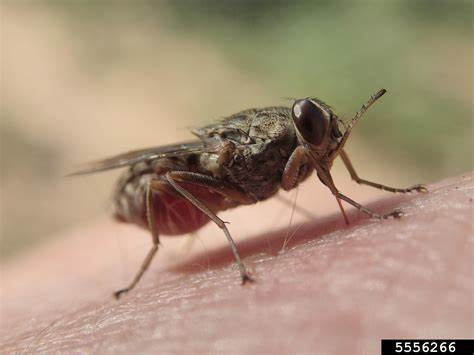 Lalat Tsetse (Glossina spp.)