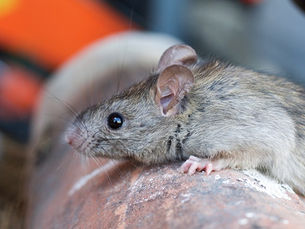 Penyakit Berbahaya Dapat Dibawa Oleh Tikus!