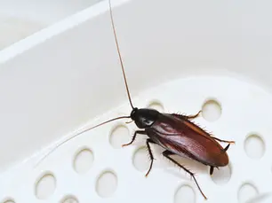 Kecoa Takut Pada Manusia! Mitos atau Fakta?