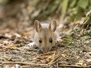 Racun vs. Perangkap Tikus: Mana yang Lebih Efektif?