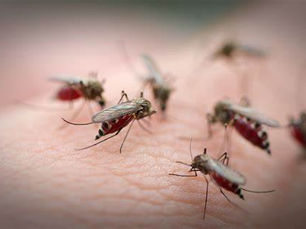 Kok Bisa Nyamuk Bersarang di Rumah?