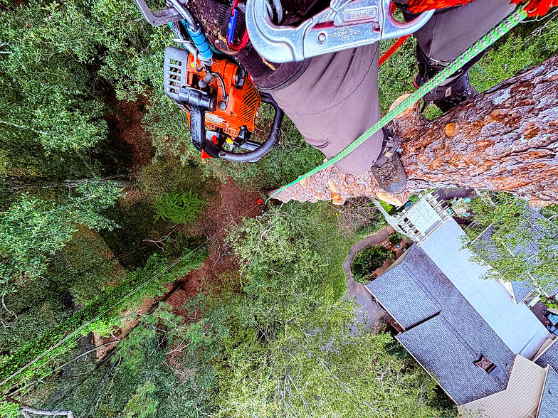 JTC.dead pine from TOP OVER HOME.jpg