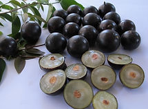 california-tropical-jaboticaba-1 (1).jpeg