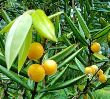 yellow jaboticaba.jpg