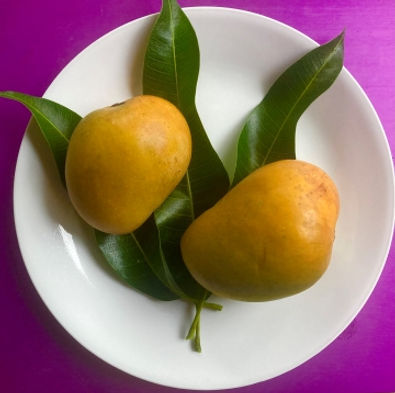 fairchild mango.jpg