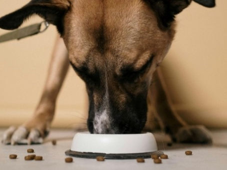 Breaking Down The Facts - Meat Quality & Digestibility