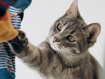 Joint Care & Good Quality Supplements