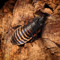 Hugo the Madagascar Hissing Cockroach