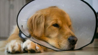 After Surgery Care For Your Pet
