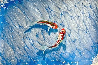 Koi fish painted with acrylic paint on marbled paper, by Ebru Ayda Aktay, Paintings by Barış Gülen
