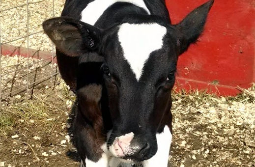 Creekbed Farmacy calf