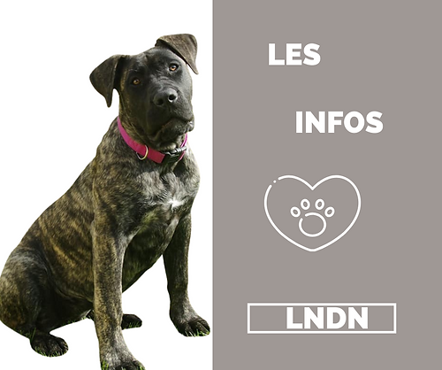 presa canario donne des infos