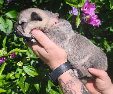 visi collier rose.jpg