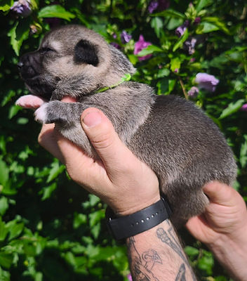 visi collier vert clair.jpg