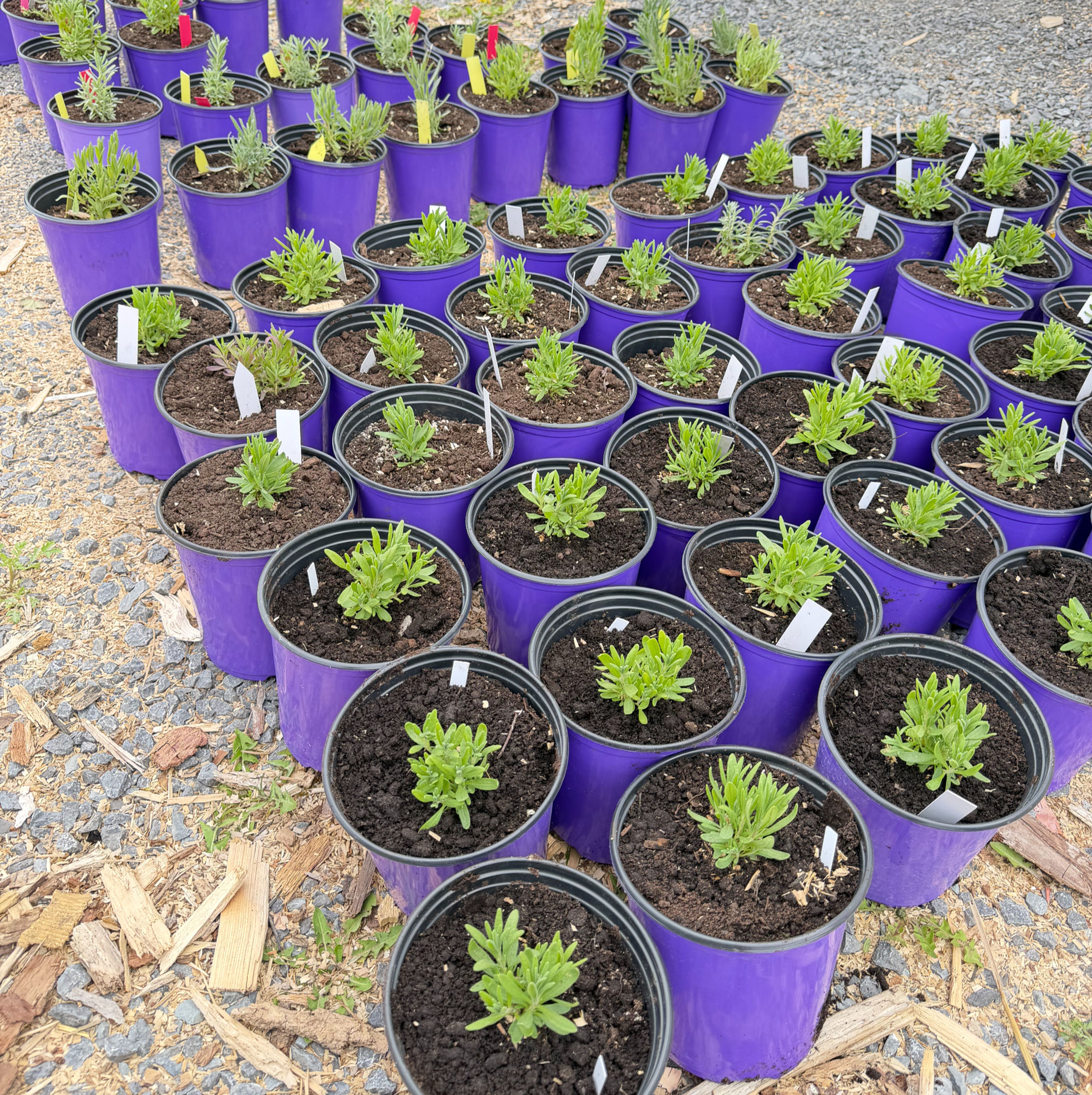 Lavender Plants